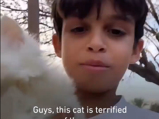A boy and his cat in Gaza